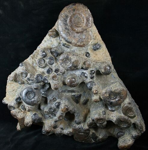 Plate With Ammonite Fossils - Morocco #14316